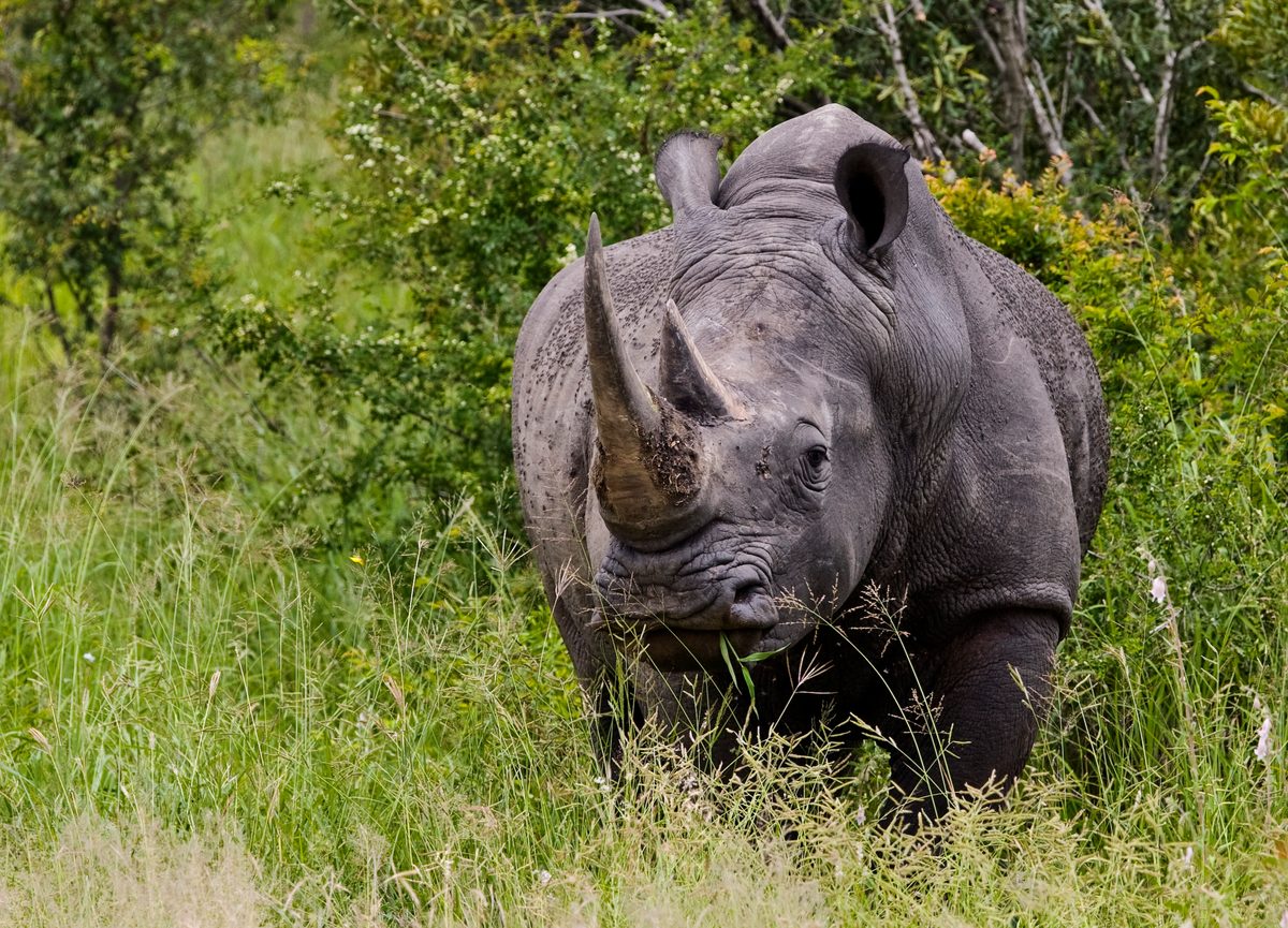Black rhinocerous standing in field