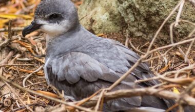 Small, noisy petrel found on outlying island of Australasia