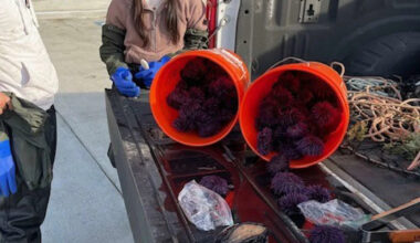 California Wildlife Officers Catch Woman Hiding Rare Sea Creature in Her Pants