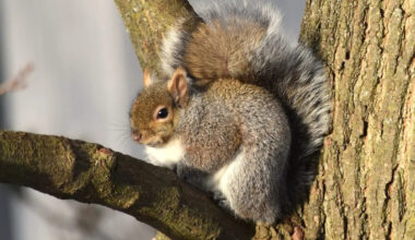 Montreal weather: Daylight sunshine, but some light snow overnight