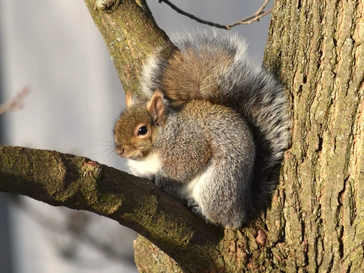 Montreal weather: Daylight sunshine, but some light snow overnight