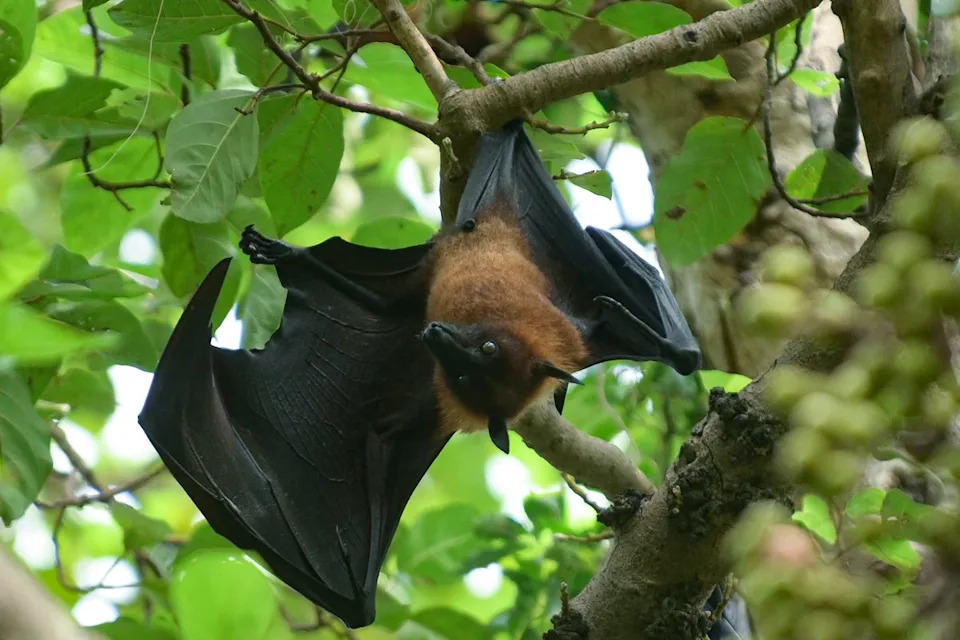 A flying fox (Pteropus Vampyrus) hangs on the branches of a tree at a garden in Amritsar (AFP via Getty Images)