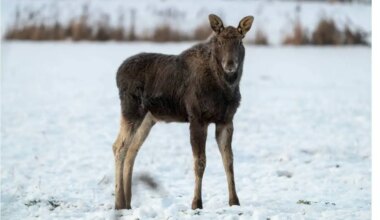 moose mississauga kill harvest huntsville