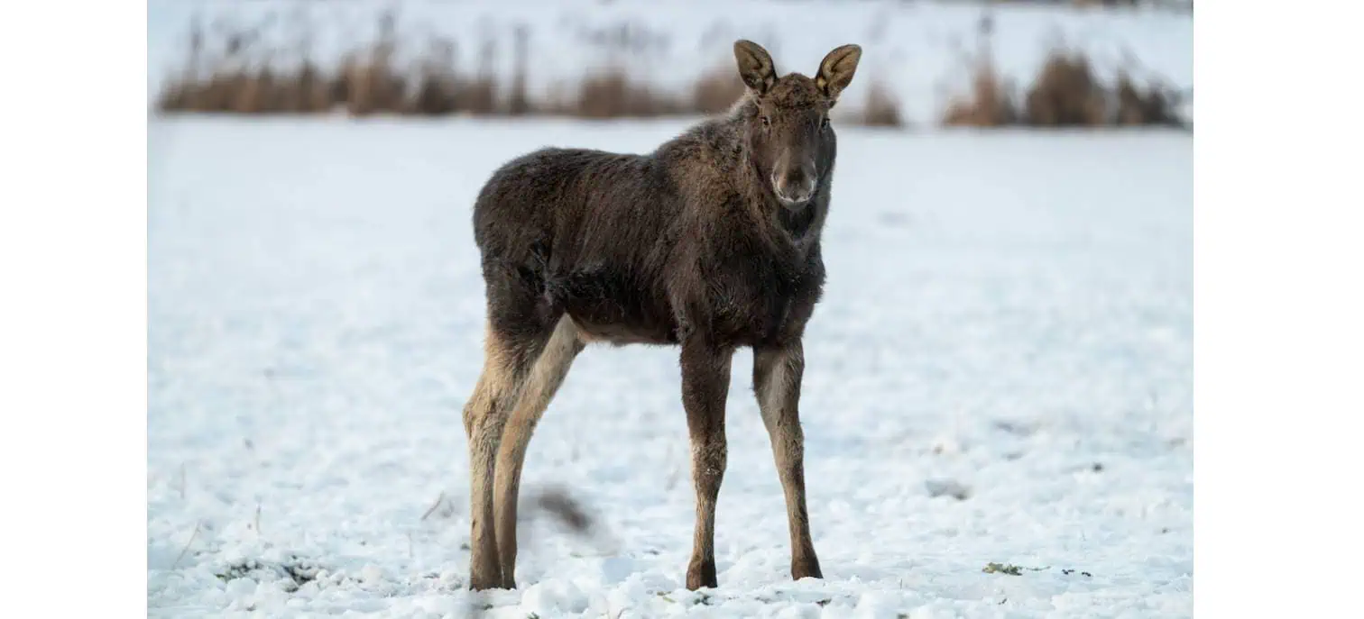 moose mississauga kill harvest huntsville