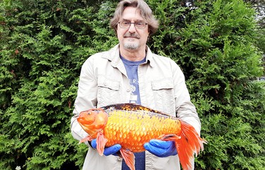 Prof. Nicholas Mandrak, from the University of Toronto, with a giant goldfish.
