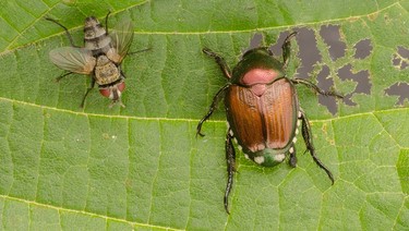 The winsome fly’s larvae has been shown to be a formidable foe for the destructive Japanese beetle.