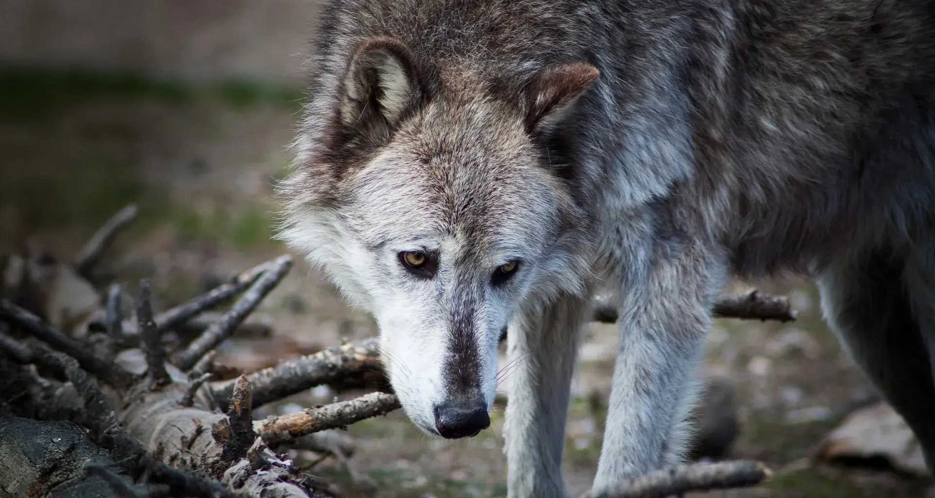 Yellowstone wolves may not have transformed the national park after all