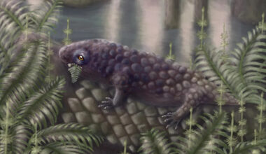 New fossil species discovered on Cape Breton Island may be one of the earliest plant-eating animals
