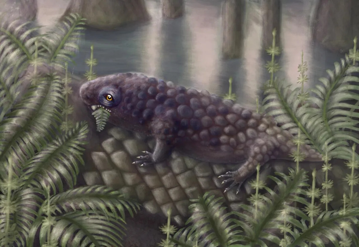 New fossil species discovered on Cape Breton Island may be one of the earliest plant-eating animals