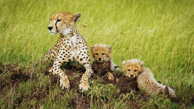 Five new cheetah cubs at Kuno National Park: Why it is a good news for wildlife enthusiasts