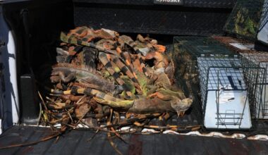 Iguanas Fell From Trees During Florida Cold Snap—and the Numbers Are Staggering