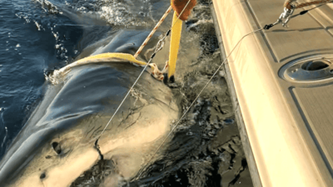 Contender the white shark was tagged on January 17, 2025, off the FL/GA coast.