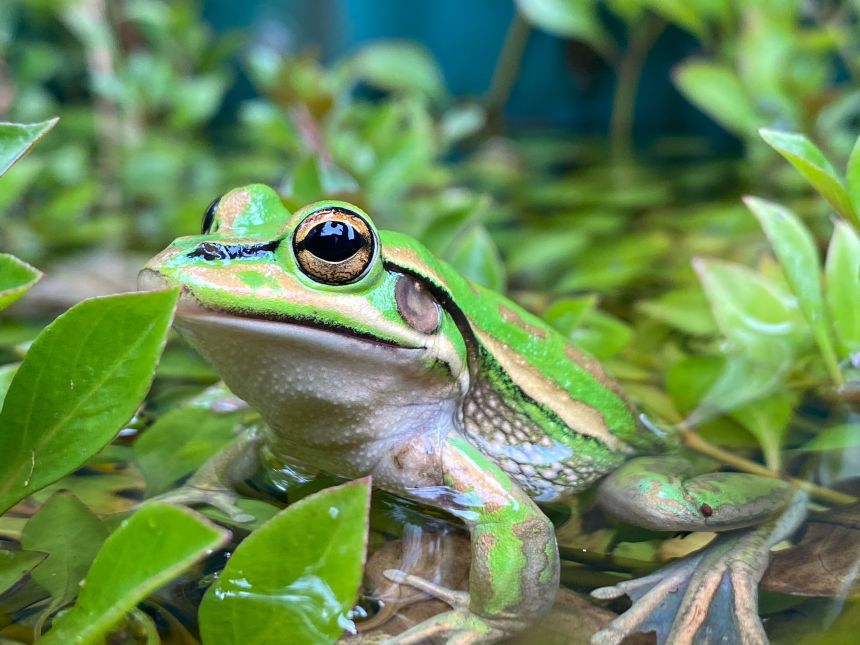 The green and golden bell frog, pictured, was once one of the most common frogs in New South Wales, Australia. It has seen a dramatic decline, in part from the deadly chytrid fungus.