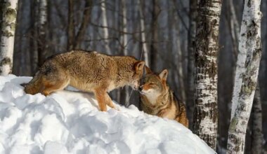 Track urban coyote activity during mating season with interactive map Brampton