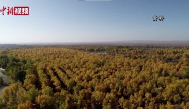 Planting Billions of Trees Turned Barren Desert into a Carbon Sink That Lowers CO2