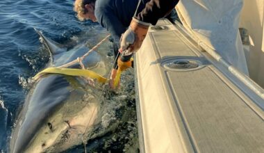 Record-setting great white shark spotted off North Carolina coast