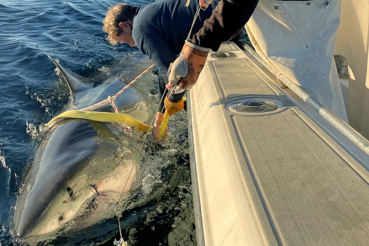 Record-setting great white shark spotted off North Carolina coast