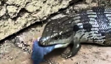 Ct Scans Of An Ancient Skull Reveal A Surprising Twist In Early Animal Evolution