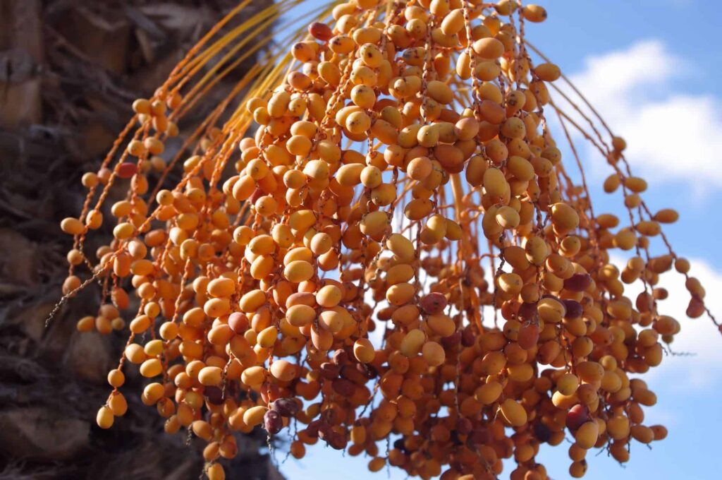 Golden date clusters hanging from a palm tree against a blue sky.