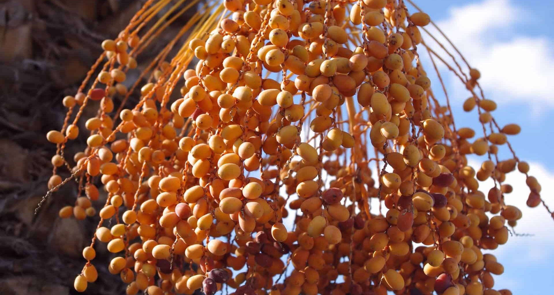 A Mysterious Bat Virus in Bangladesh Is Deadlier Than We Thought, and Now Infecting Humans