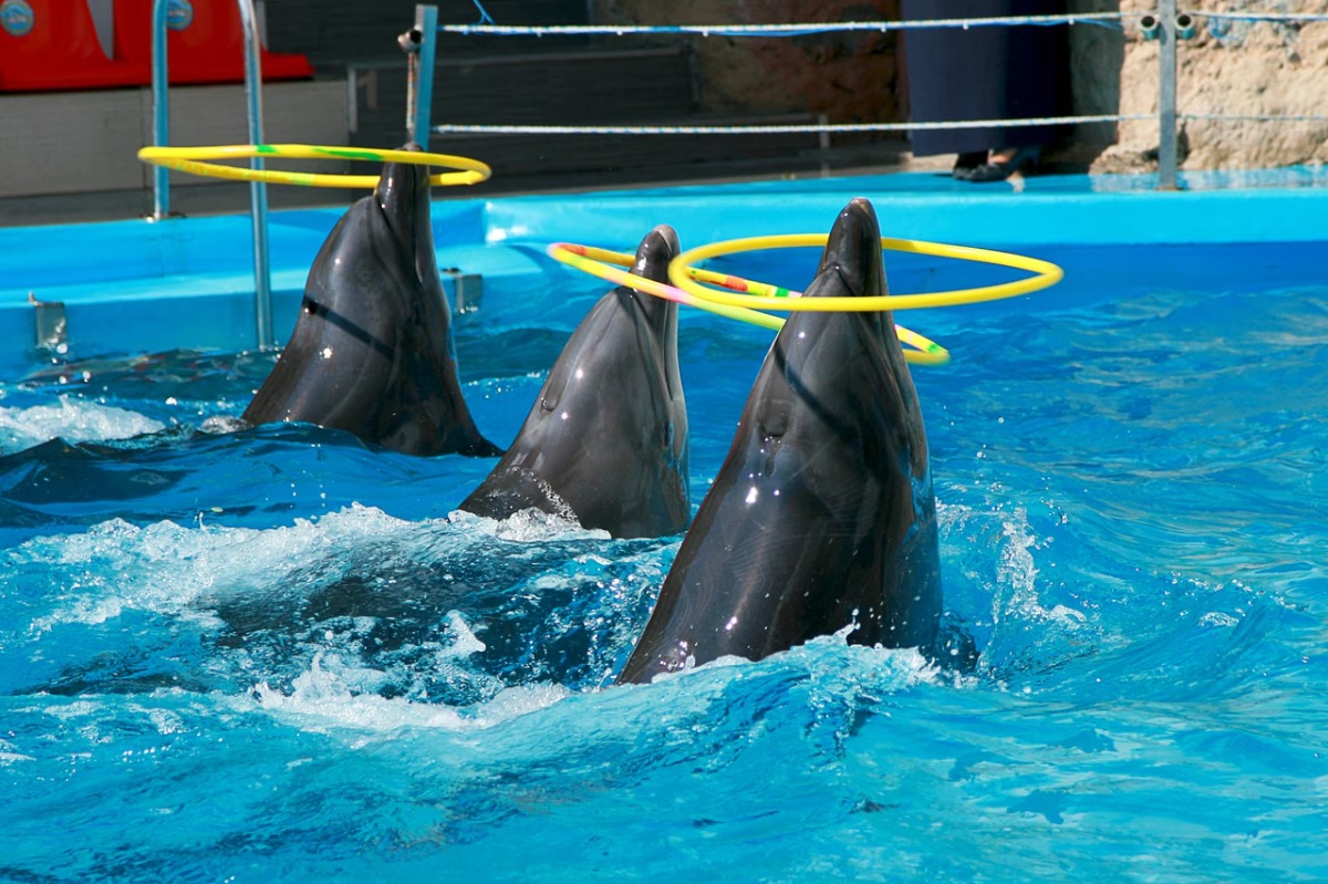dolphins-marineland