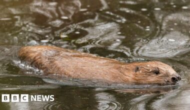 'Engineer' beavers released into the wild - BBC