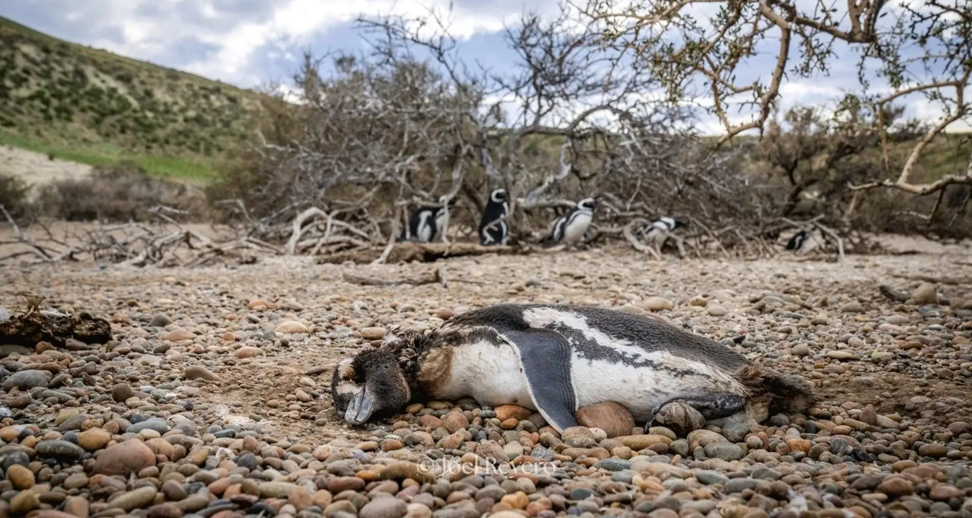 Pumas are back in Patagonia and Penguins are paying the price
