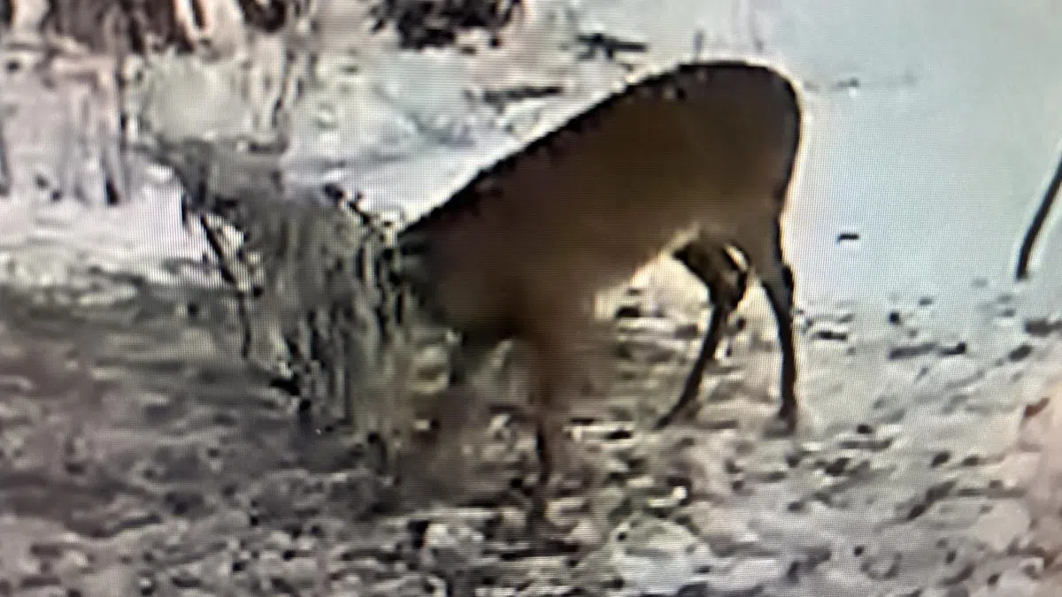 Neenah Police free deer stuck in soccer net