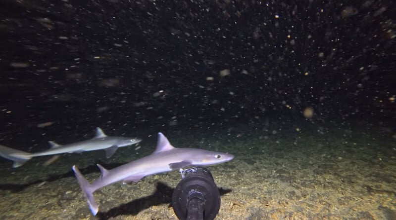 Two sharks swim near the ocean floor at night, illuminated by an underwater camera or light. Particles float in the water, creating a starry effect against the dark background.