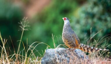 The Vulnerable Cheer Pheasant of the Himalayas