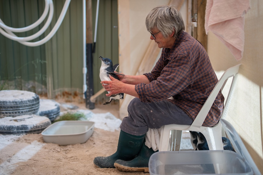 Kathy Grievson holding a penguin that is being rehabilitated.