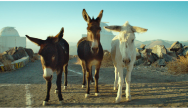 Criterion Channel Acquires ‘Perfectly A Strangeness,’ Oscar-Nominated Documentary Starring Three Donkeys