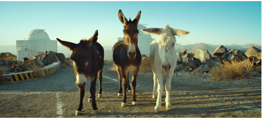 Criterion Channel Acquires ‘Perfectly A Strangeness,’ Oscar-Nominated Documentary Starring Three Donkeys