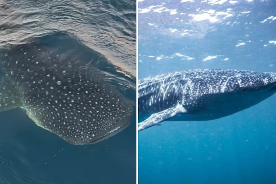 Whale shark seen from a boat (left) and a whale shark seen from underwater (right).
