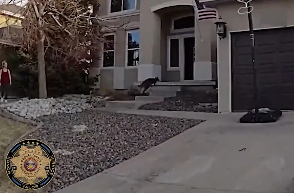 Charlie the wallaby hops back into his house.