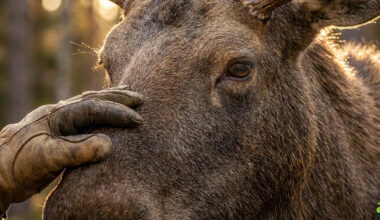 Brave Rescuers Break the Rules to Save an Exhausted Moose, And Its Reaction Is Heart-Warming