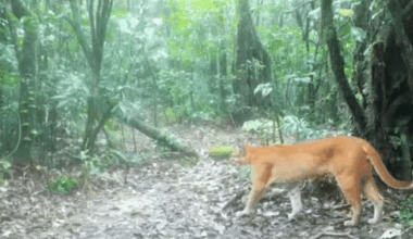 Elusive 'fire Tiger' Caught On Camera A Rare Moment In Thailand’s Wild