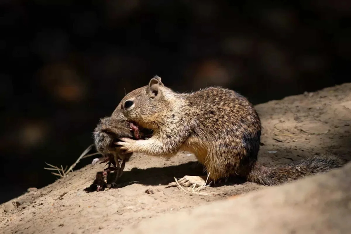 California Ground Squirrels Caught Hunting in New Scientific Footage