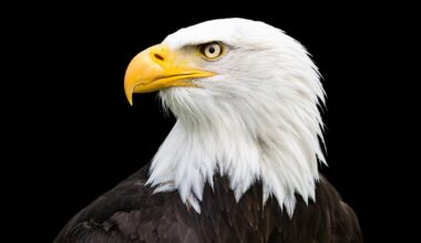 Bald eagles are uniquely American. Most of us have little idea what they're truly like.