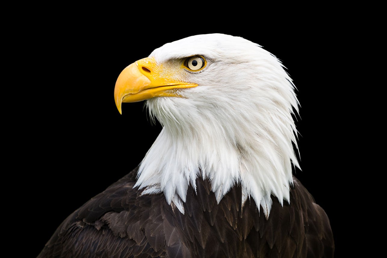 Bald eagles are uniquely American. Most of us have little idea what they're truly like.
