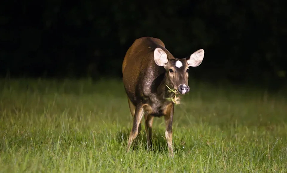 White Dot has become a well-known and beloved figure among fans for her leadership qualities.