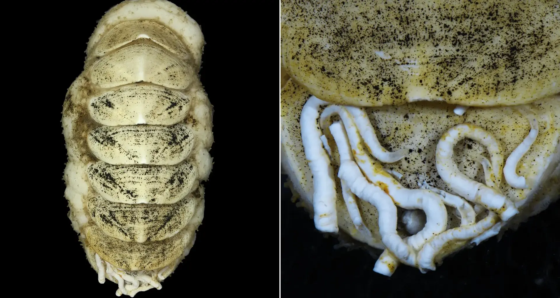 This weird deep-sea creature was named by thousands of people online