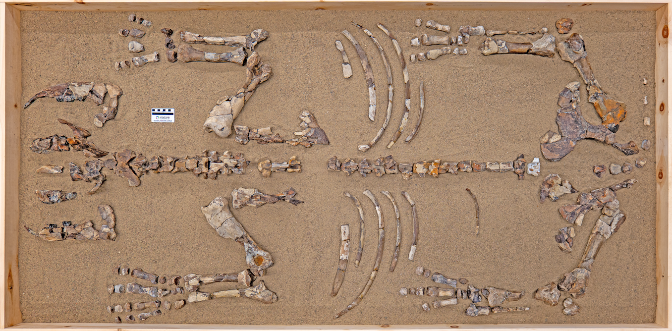 The rhino that lived in the Arctic