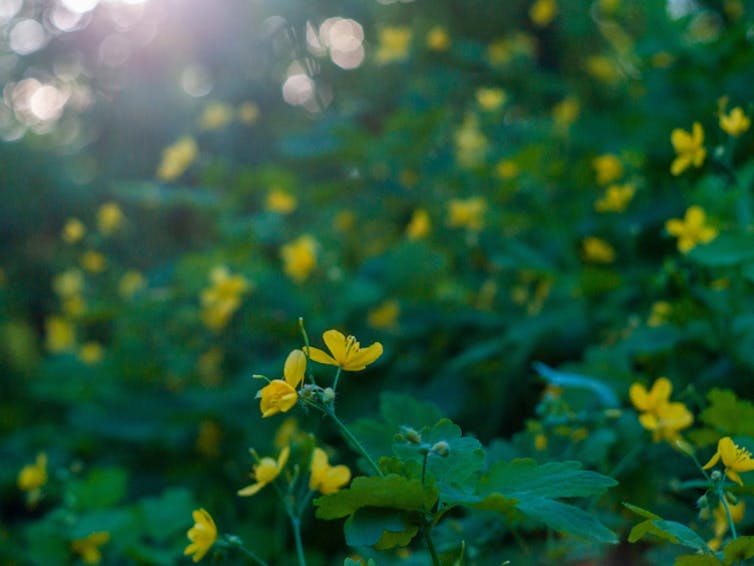 Small yellow flowers with large leaves