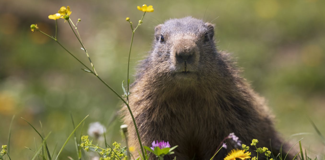 Groundhogs are lousy forecasters but valuable animal engineers – and an important food source