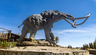 Some companies claim they can ‘resurrect’ species. Does that make people more comfortable with extinction?