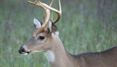 The cost of casting animals as heroes and villains in conservation science