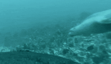 Sea lion camera reveals mother taking pup on educational foraging expedition in the wild