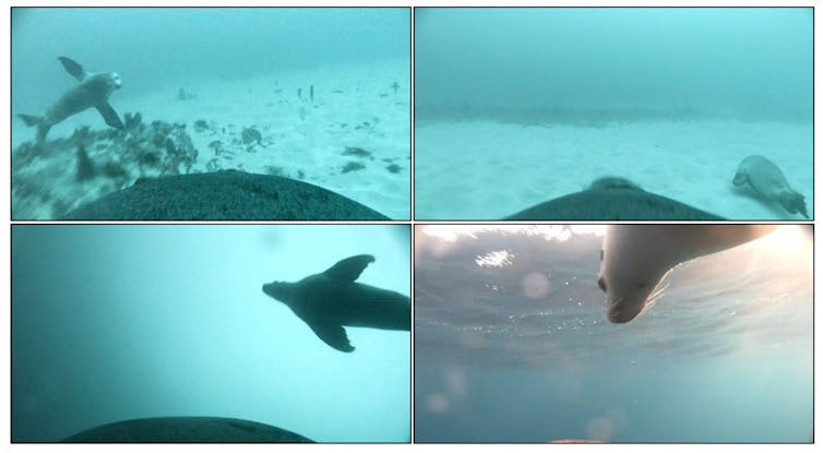 Images of a sea lion pup swimming under the sea
