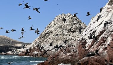 How bird poo fuelled the rise of Peru’s powerful Chincha Kingdom